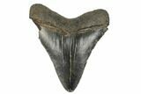 Serrated, Juvenile Megalodon Tooth - South Carolina #183142-1